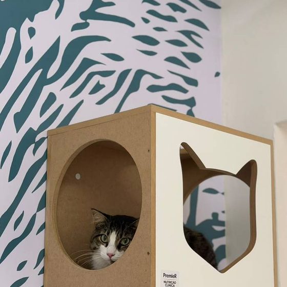Gato em nicho suspenso