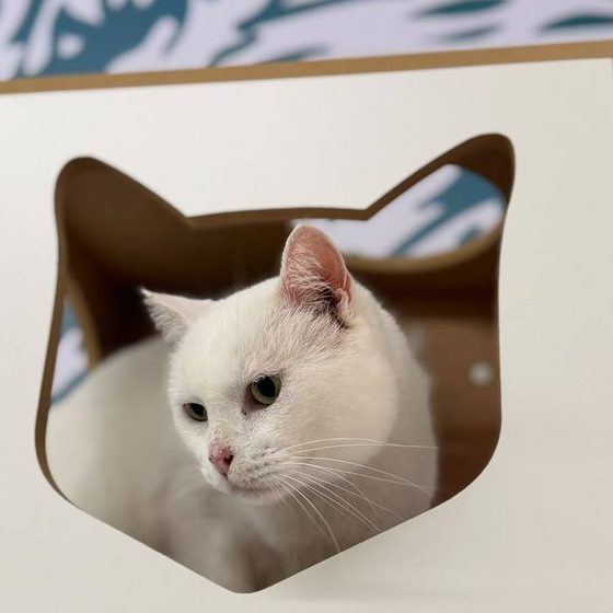 Gato em toca no formato de gatinho