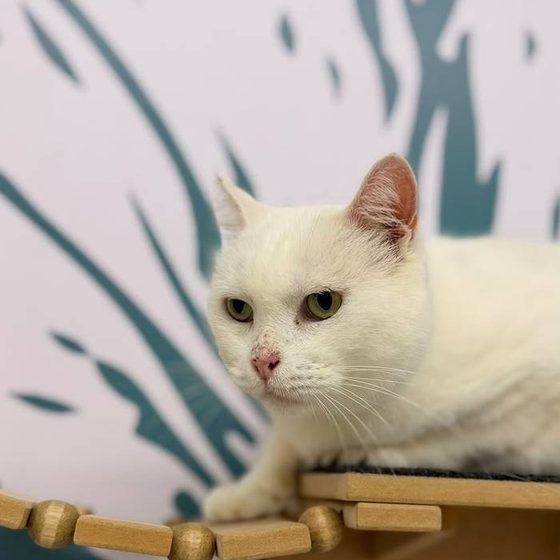 Gato branco em prateleira